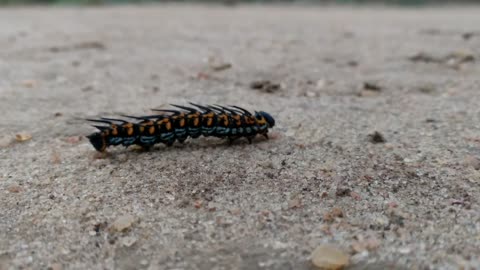 Caterpillar dancing