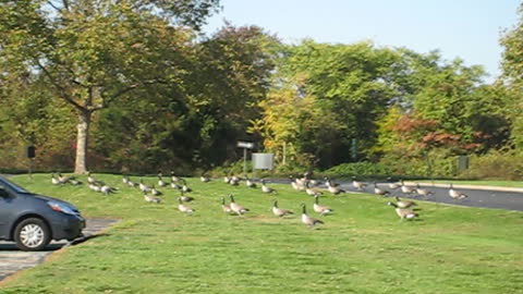Geesebusters.com Whistle trained Geese!!