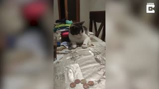 Smart Cat Flips Coin on Table