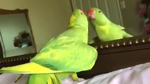 Silly parrot loves showing off in front of mirror .