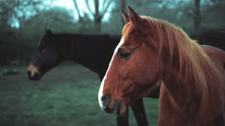Two horse