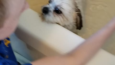 Dog Hates Baths