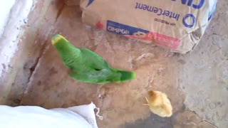 Parrot fighting with chick