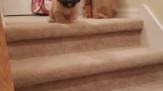 Puppy being taught to go downstairs
