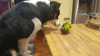 Parrot gets mad the moment dog stops kissing him