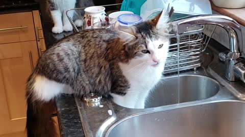 Mimi and Milo Drinking From Kitchen Tap