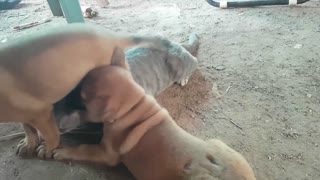 Generous cat playing with puppies