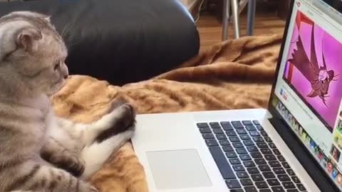 Cat watches cartoons on laptop while sitting upright like a human