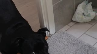 Dog not allowed in bathroom waits patiently for bath toys