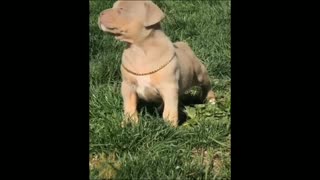 Dog Transformation video