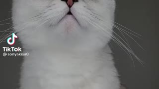 Cute Cute Japan cat