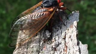 Friendly little cicada