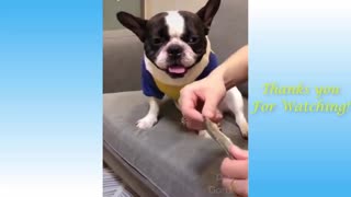 Funny dogs | Animal Planet