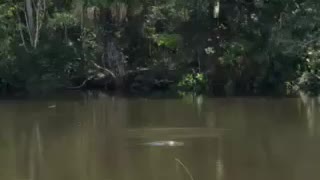 Gator bites