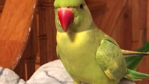 Intelligent parrot flawlessly answers his owner's questions
