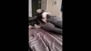 Husky Refuses To Leave Comfy Bed