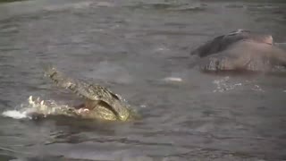 the crocodile attacks elephant