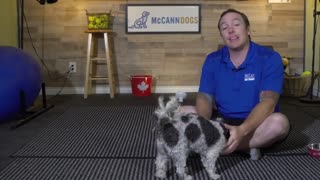 Dog training trick 1