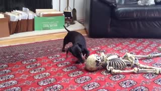 Dogs scared of Halloween