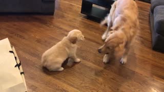 Excited Golden Retriever Meets His New Puppy Sister