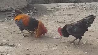 Local Rooster fight