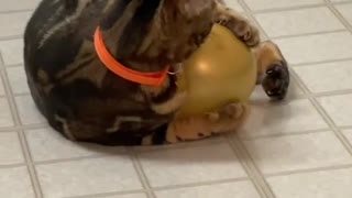 Chippy the Cat Doesn't Trust Balloons