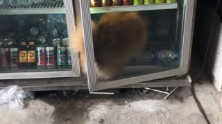 Smart Dog Keeping Cool