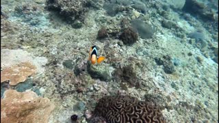 phi phi island diving