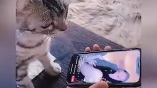 Funny videos, cute animals
