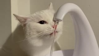 Cute cat drink water...