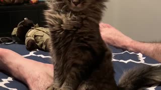 Adorable Rescued Kitty Can't Stay Awake
