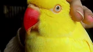 Talking parrot tells owner it wants "tickle tickle"