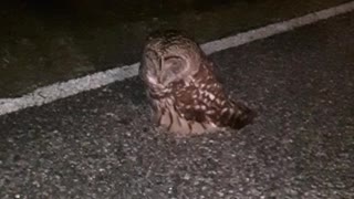 Injured Owl Rescued from Road