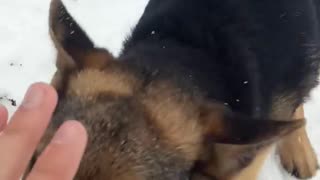 Dog play with snow
