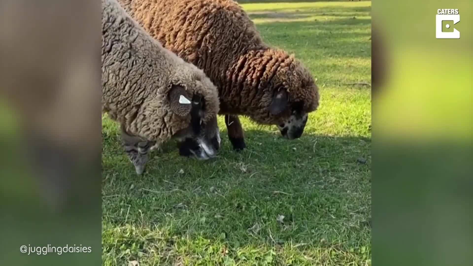 Adorable kitten strokes and cuddles with sheep best friend