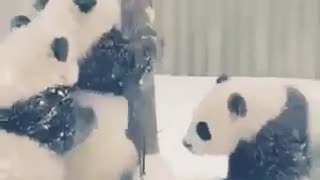 Panda bear paly together