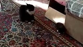 мама играет с котом