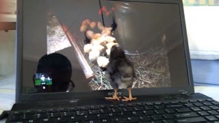 Baby Chick watching Baby Chicks 🐤