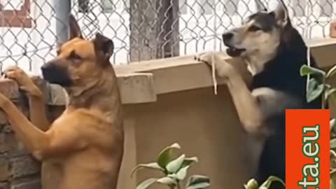 Peeping dog falls off a high fence while peeping fighting neighbors