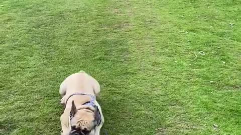 Frenchie makes a quick getaway from those sheep