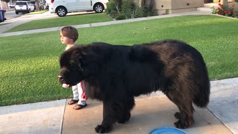 Toddler has no problem walking massive dog