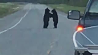 Bears Battle on Highway