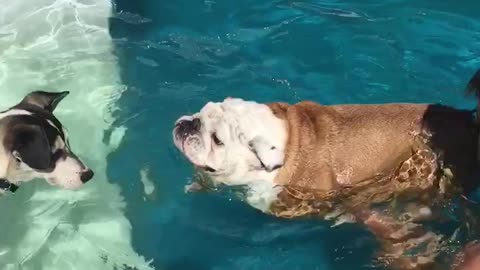 Gerald the Bulldog takes swimming lessons