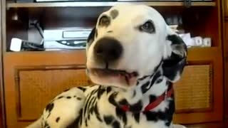 Funny Dalmatian Dog Knows How To Laugh