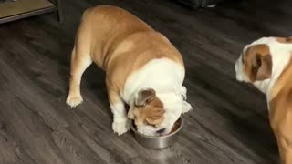 Stubborn bulldog won’t eat his breakfast until he's ready