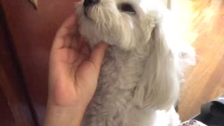 Puppy loves her pets