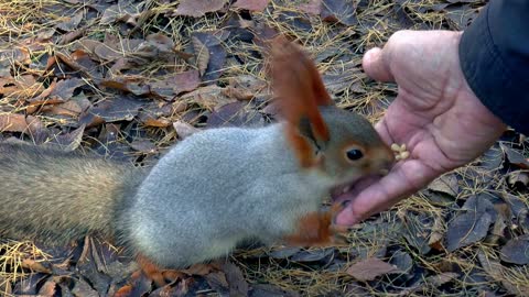 A cute squirrel eats from a man's hand 😍