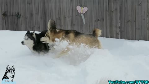 Huskies romp in the snow