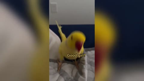 Funny Parrots Videos Compilation #1