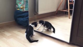 funny_cat_and_mirror_video 2021